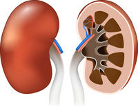 Miniatura: Prostate Protect