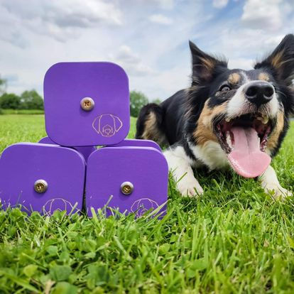 Miniaturbild: Apportable colorée obéissance Fci