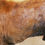 Thumbnail: Hair and Skin Soutien alimentaire pour la peau et les poils