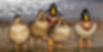 Thumbnail: Filet de canard en cube en 2 kgs