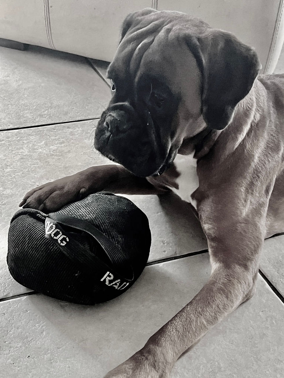 Miniatura: Muselière K-9 pour Boxer