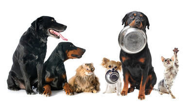 stock-photo-hungry-pets-2.jpeg