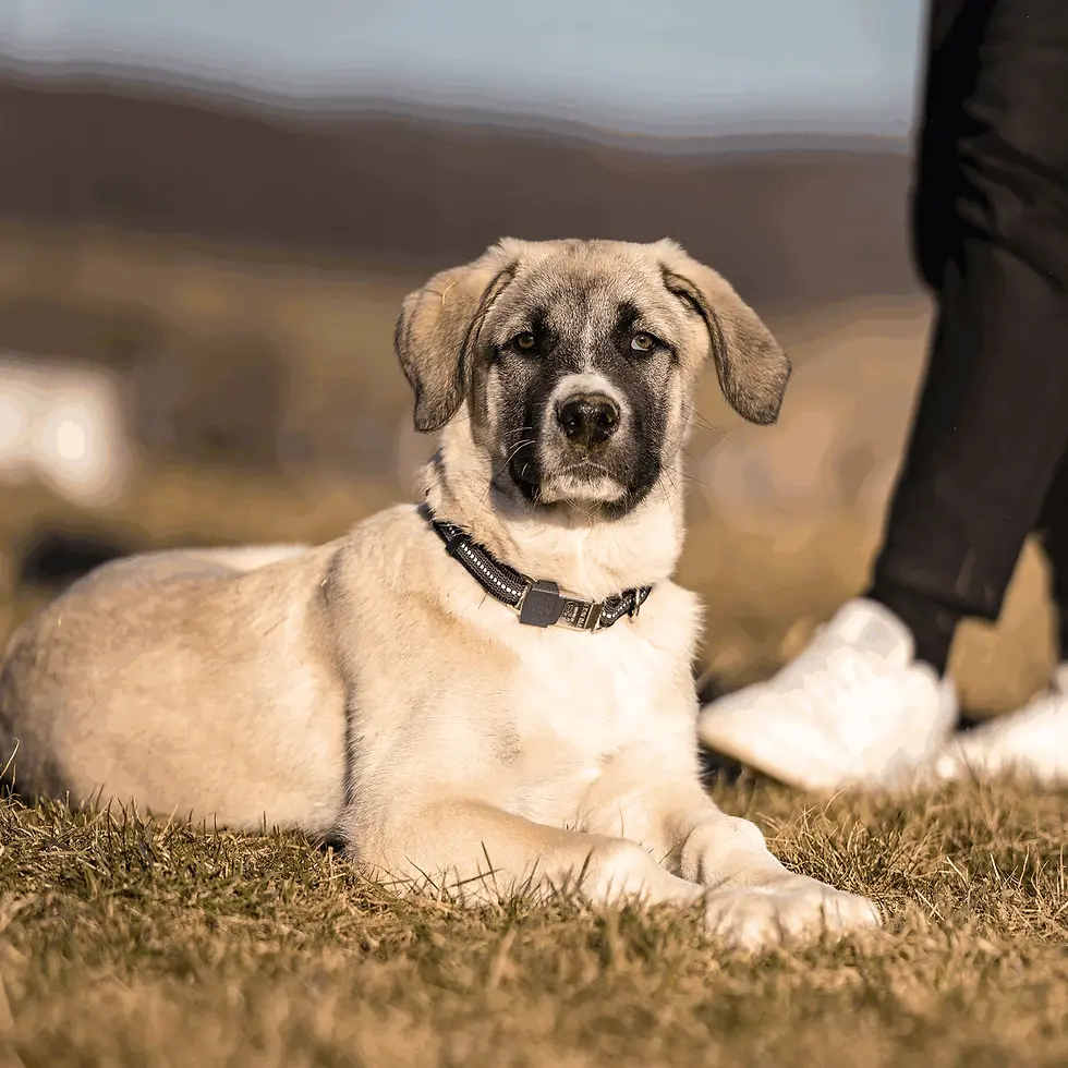Miniaturbild: Collier Sprenger réglable