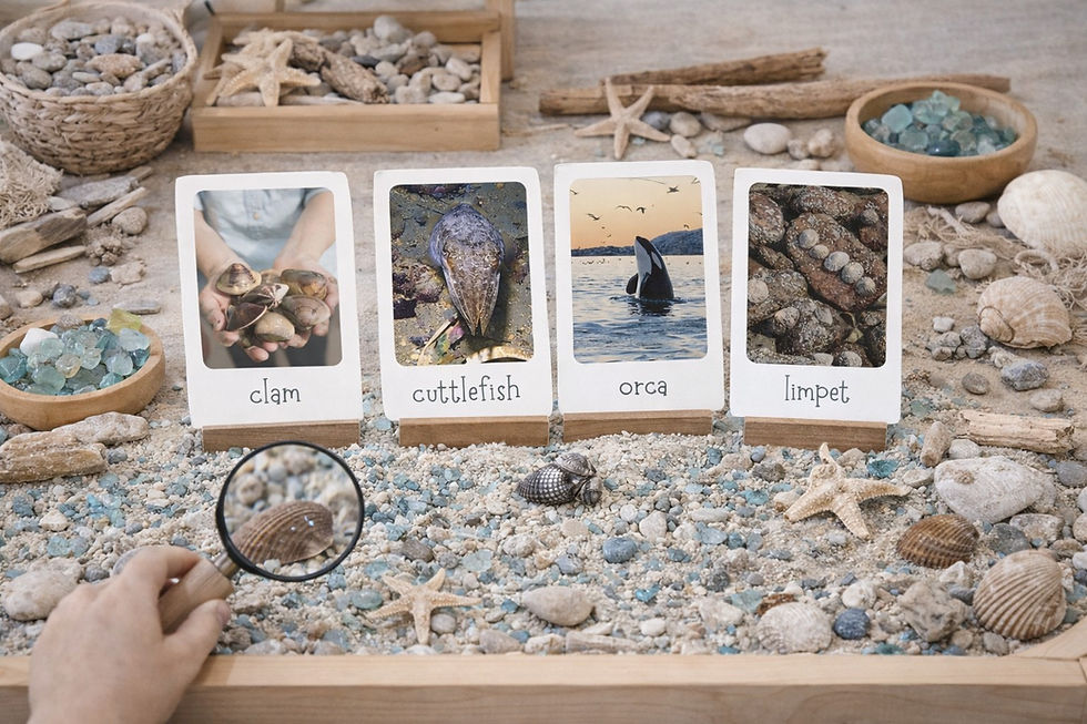 الصورة المصغرة: 50x ocean animal flashcards -Animals I might find in the ocean | reggio inspired