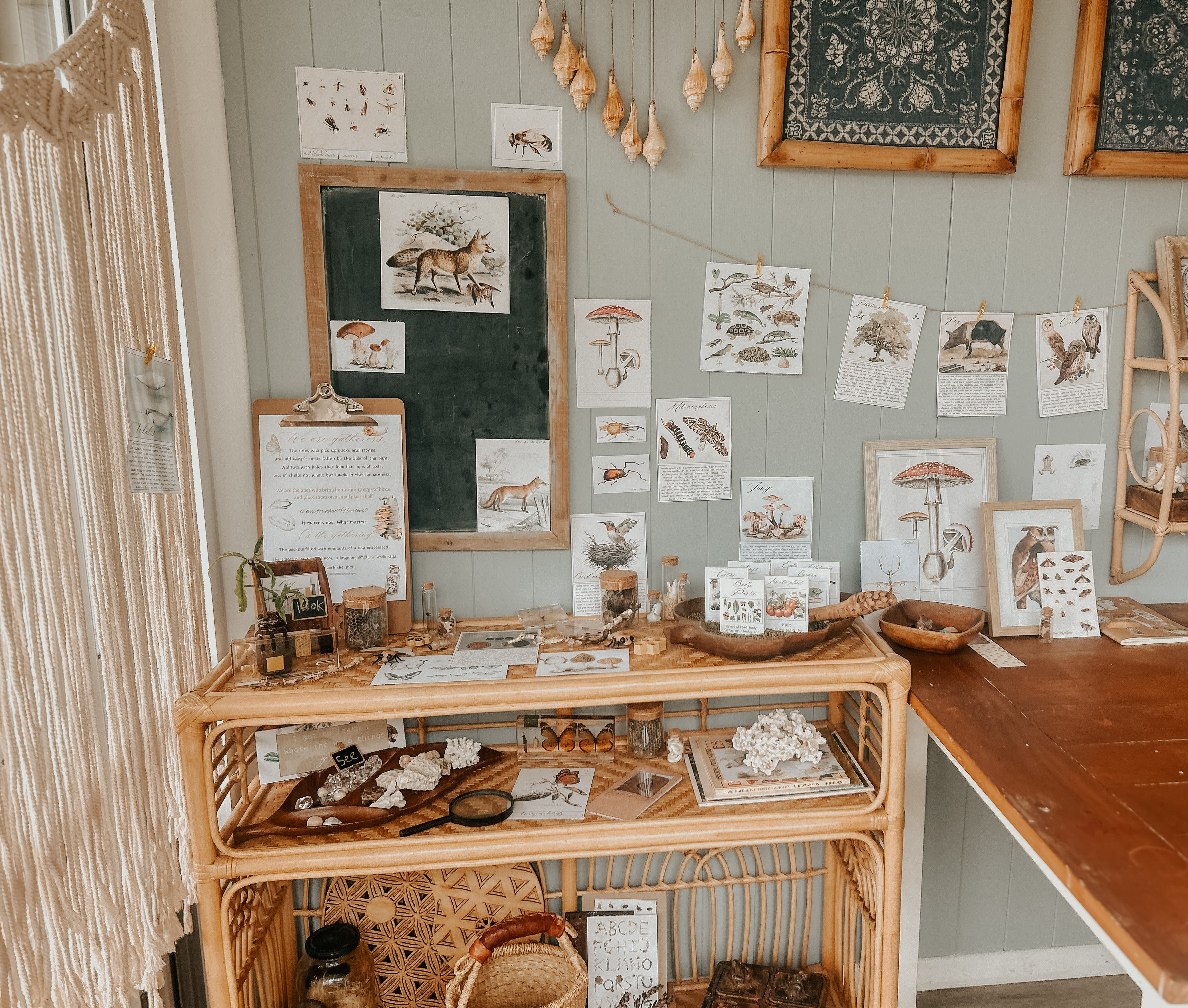 Naturalist decor pack - Charlotte Mason inspired , nature shelf