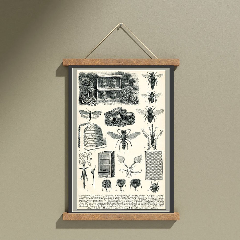 Pikkukuva: 2x Nature vintage posters