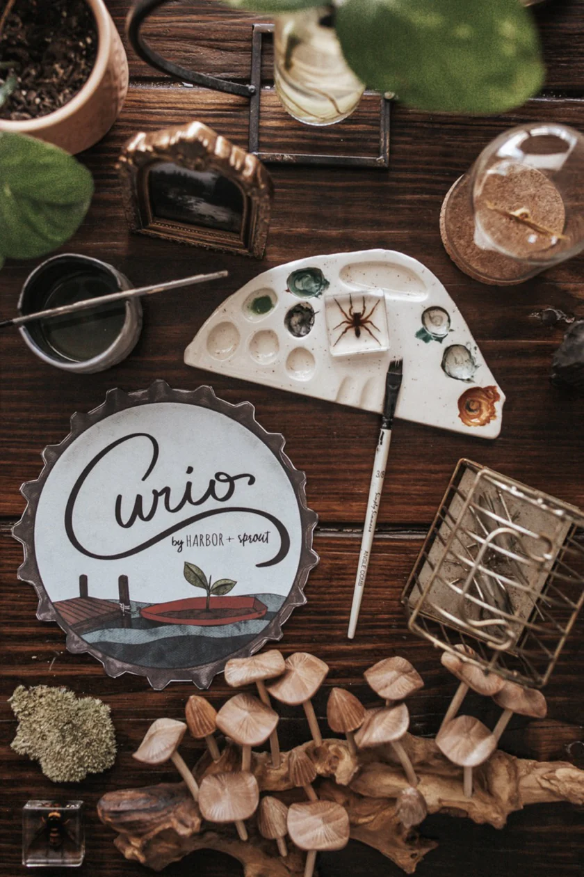 Curio_Field_Guide_and_Logo-38_Large_2e8cbfad-97e3-4a26-8733-19b849992a11.webp