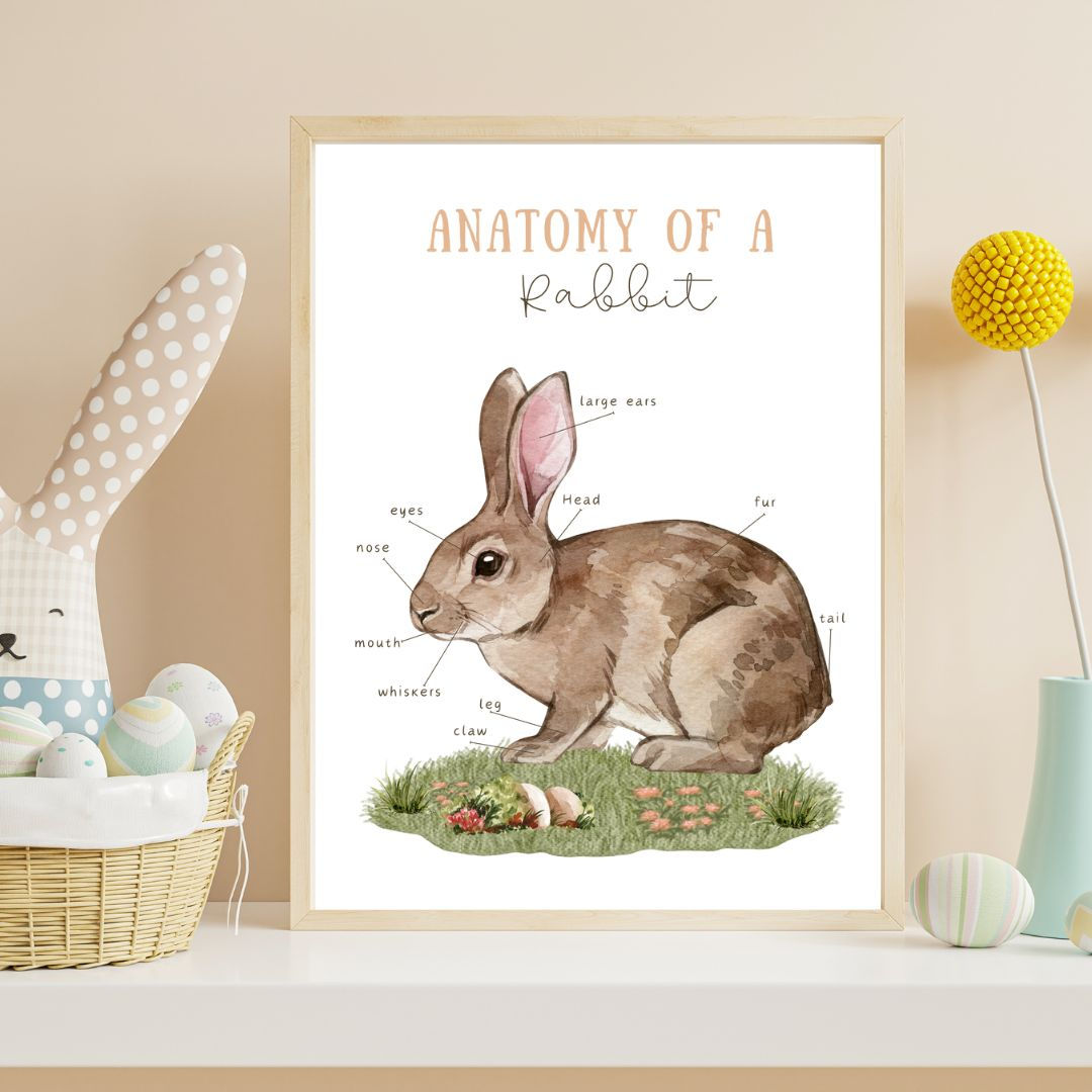 Rabbit Anatomy poster
