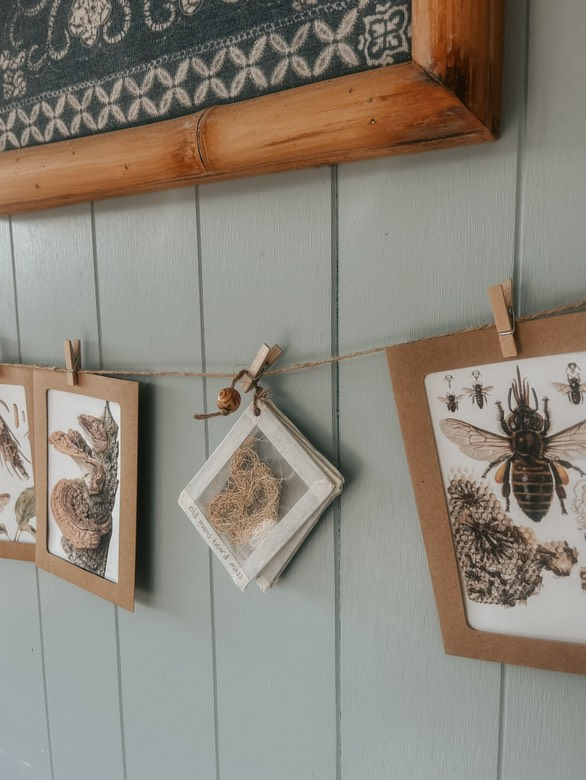 Thumbnail: 16x Fungi and insect vintage photos