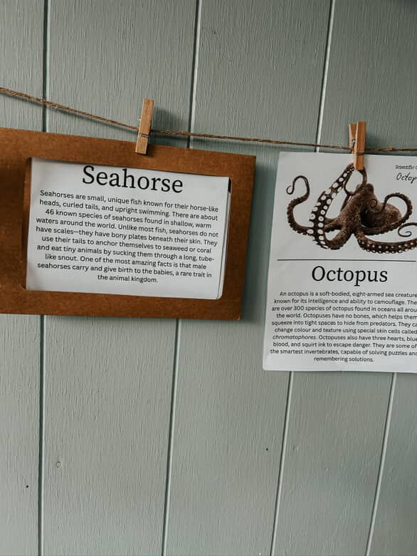 Miniatura: 10x Ocean animal fact flashcards- reggio inspired