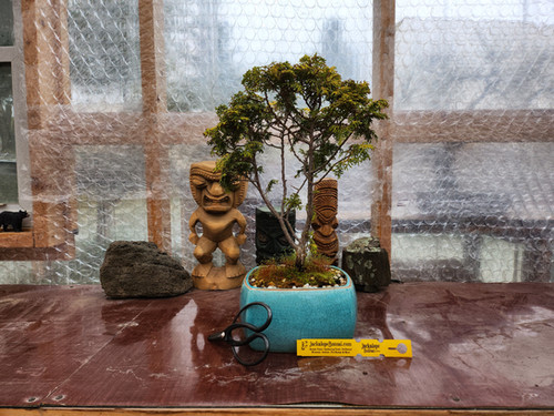 Hinoki Cypress Bonsai Tree #hc002 | Jackalope Bonsai