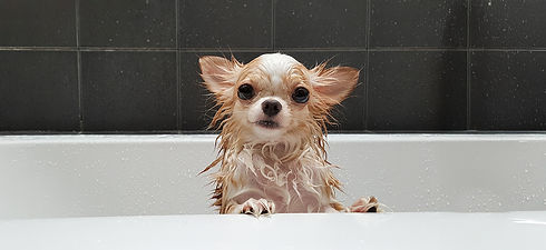 Puppy in Tub.jpg