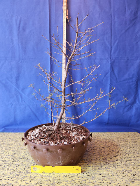 Collected Larch in Tie Pot Iowa