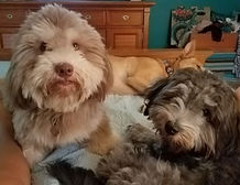 20190801_200928_1564704881172.jpeg