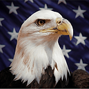 STARFIELDEAGLE-602_edited.png