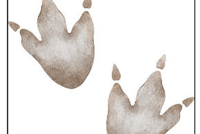 Visite ludique en famille : Sur les traces des animaux