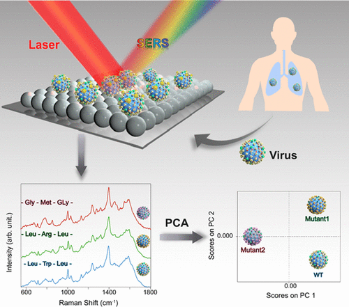 Probe-Free Identification of RNA Virus Variants with Point Mutations by Surface-Enhanced R