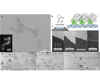 SEM imaging_edited.png