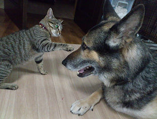 犬の訓練