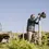 Thumbnail: FNR Plant Hire Easy Petrol Post Driver In Use Countryside
