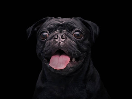 Pug Irkı Köpeğin Özellikleri ve Irk Analizi