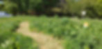 Bankfield Path