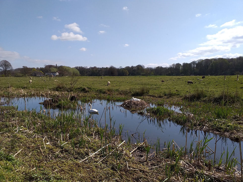 Millfield stream