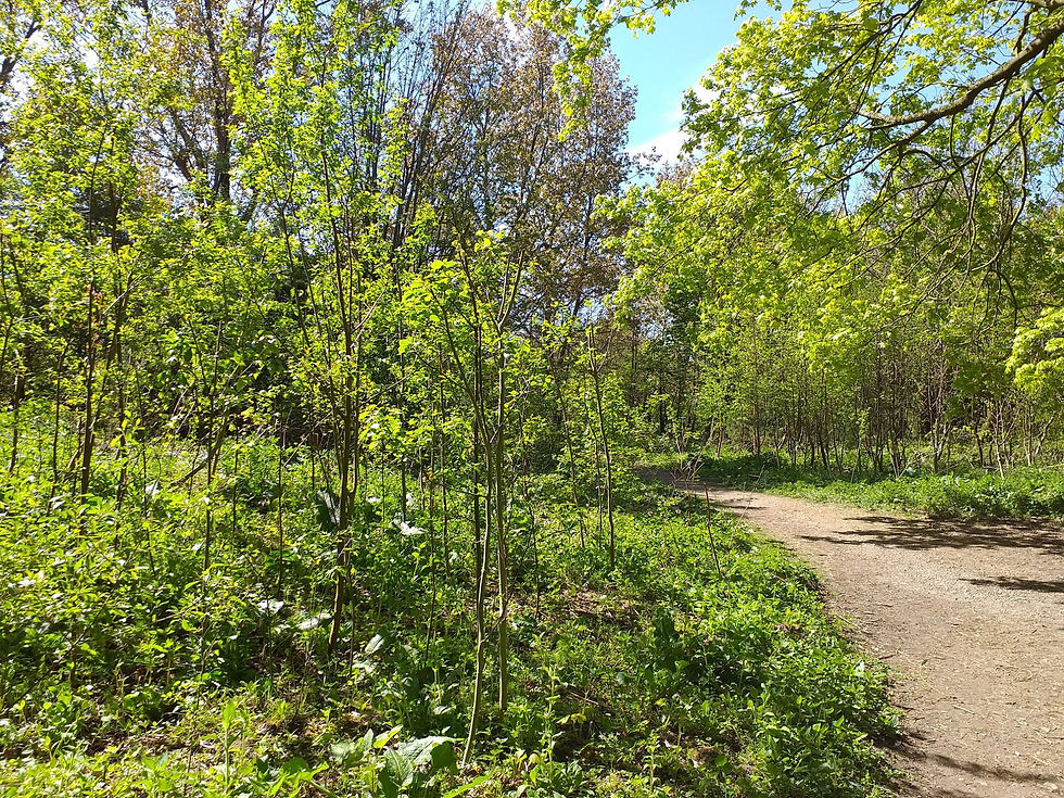 Hall Park path