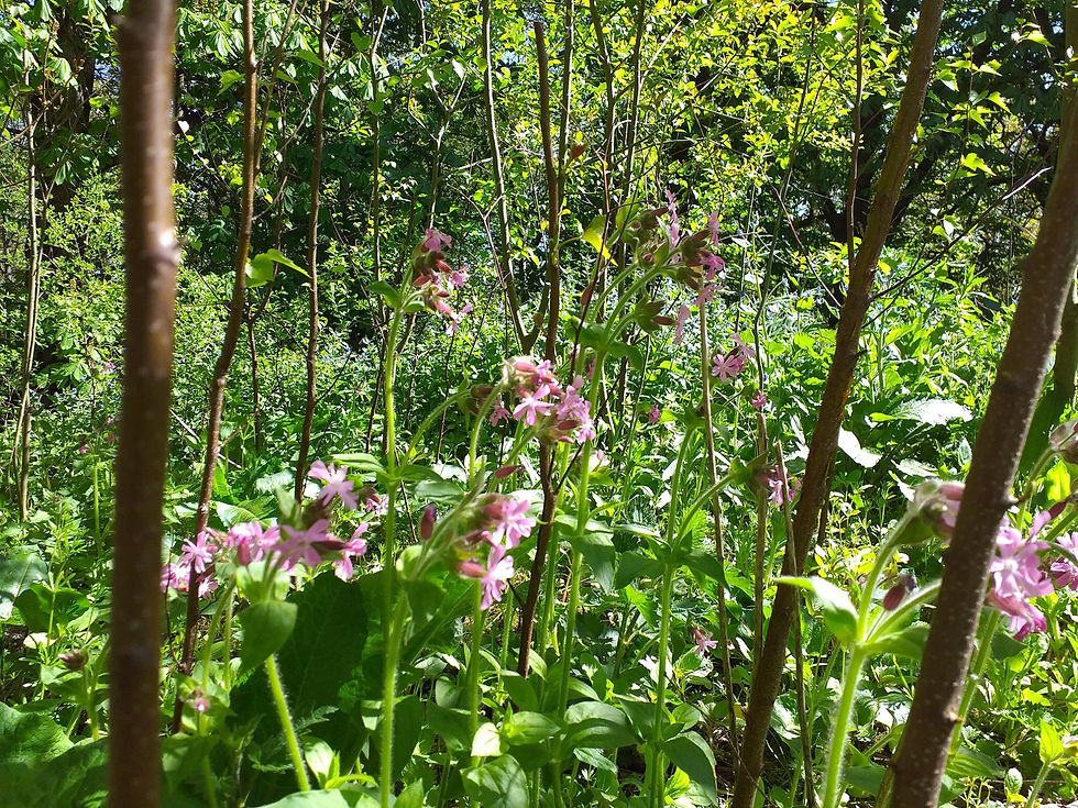 Hall Park flowers