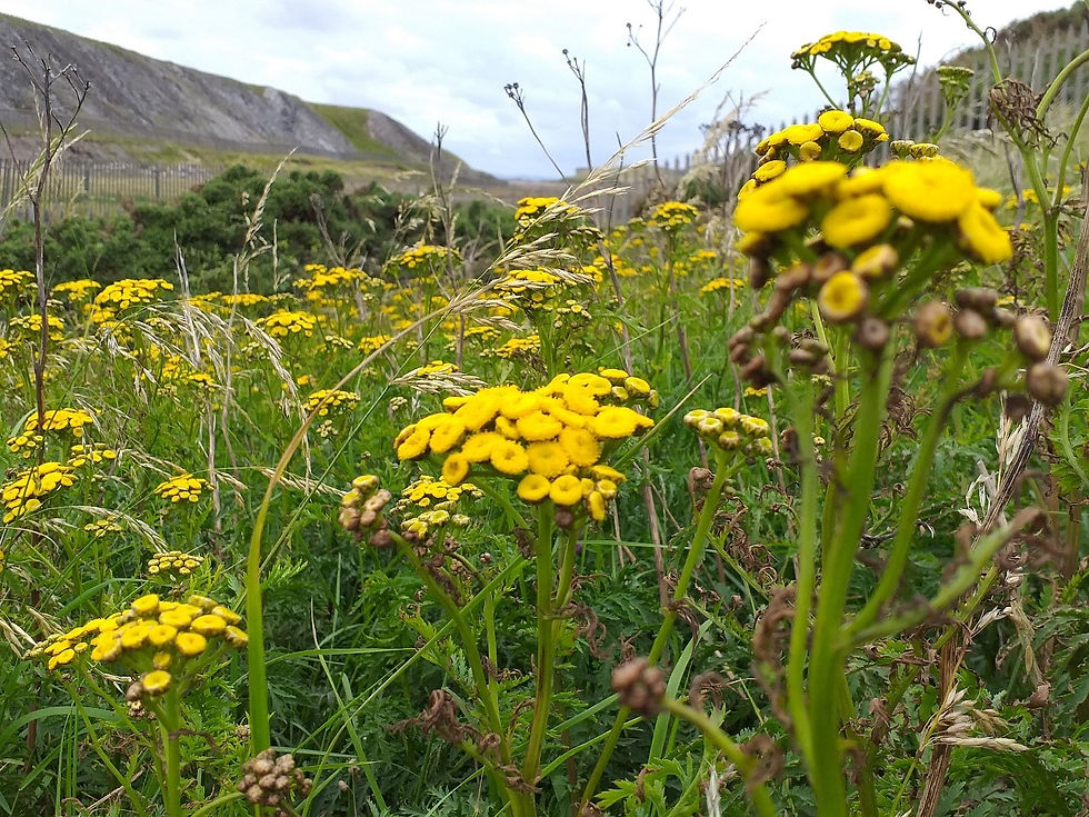 Salterbeck Flowers