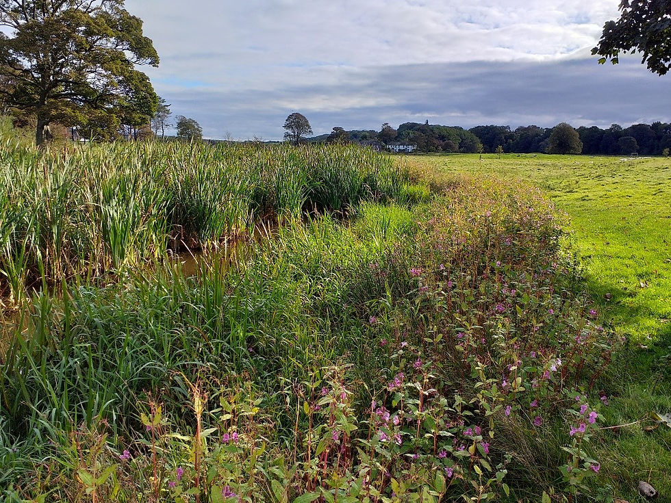 Millfield View