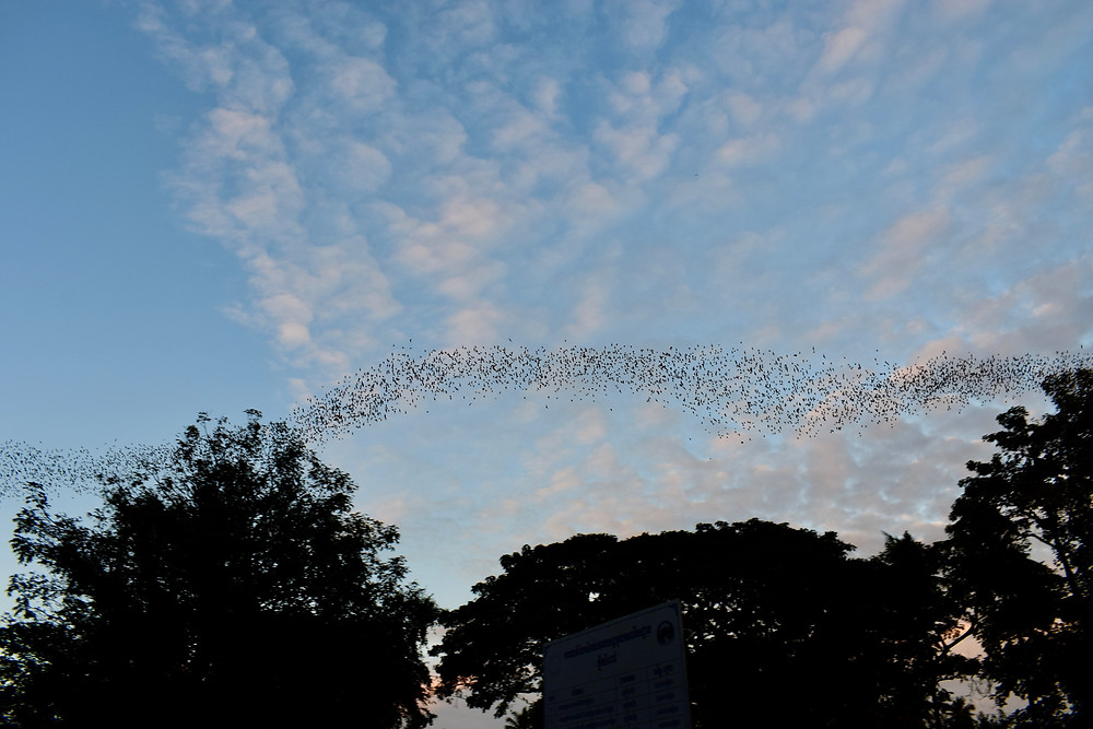 Visiting the Battambang Bat Caves Cambodia, career break