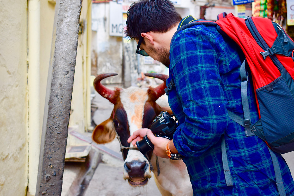 Why are there so many cows in India? Why are cows sacred in India? Indian animals