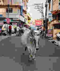 Why are there so many cows in India? Why are cows sacred in India? Indian animals