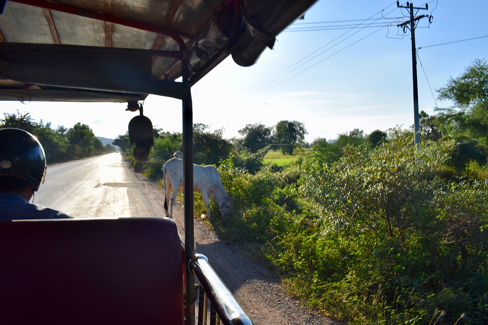 Visiting the Battambang Bat Caves Cambodia, career break