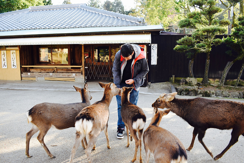 What to do on a day trip to Nara, Japan