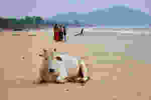 Why are there so many cows in India? Why are cows sacred in India? Indian animals