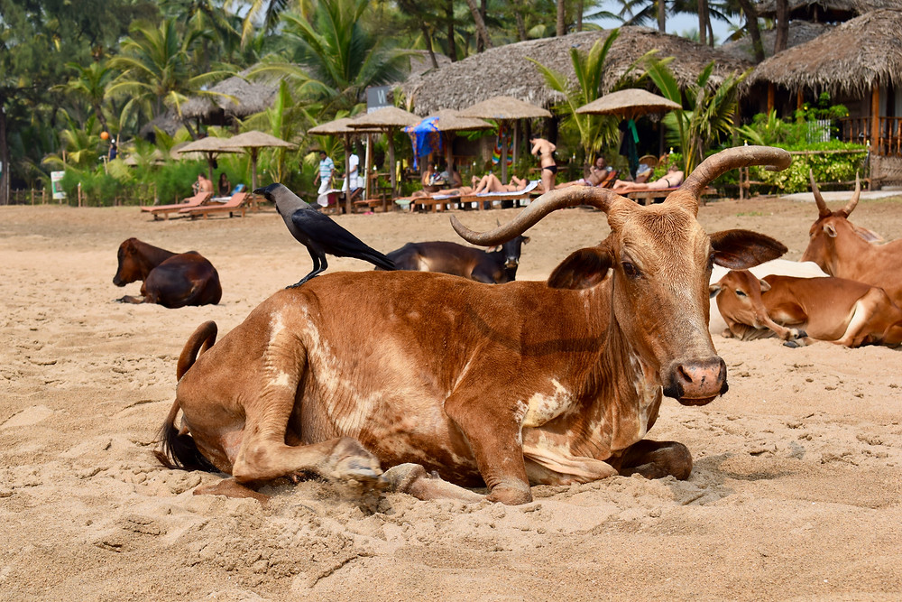 Why are there so many cows in India? Why are cows sacred in India? Indian animals