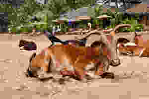 Why are there so many cows in India? Why are cows sacred in India? Indian animals