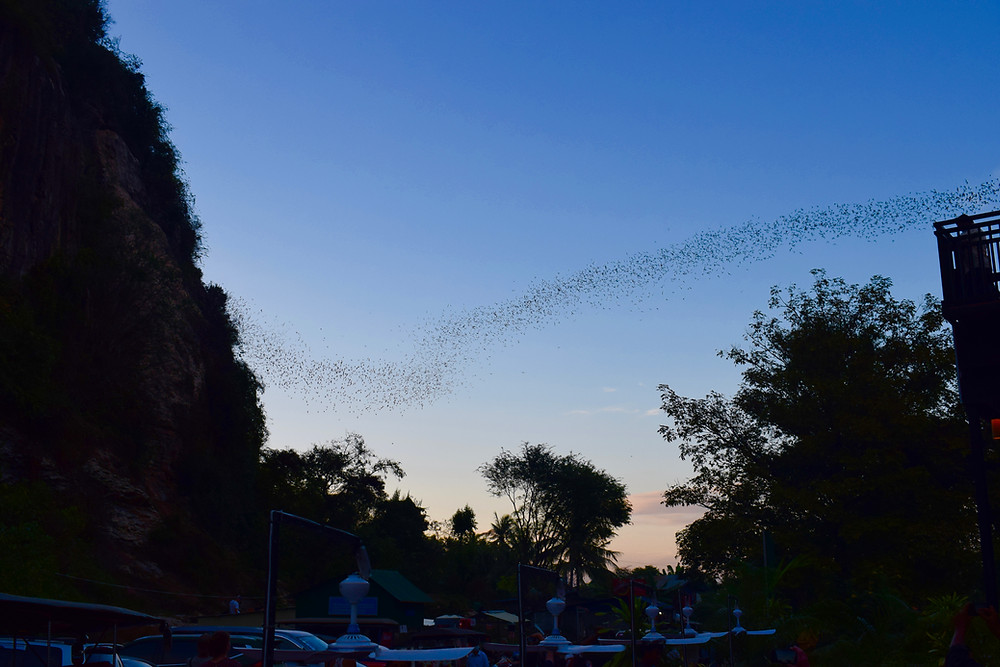 Visiting the Battambang Bat Caves Cambodia, career break