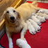 Maverick+Crystal Puppies