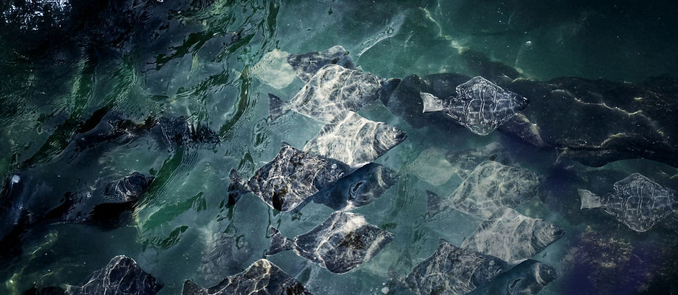 0071 TSHC exended Halibut.jpg