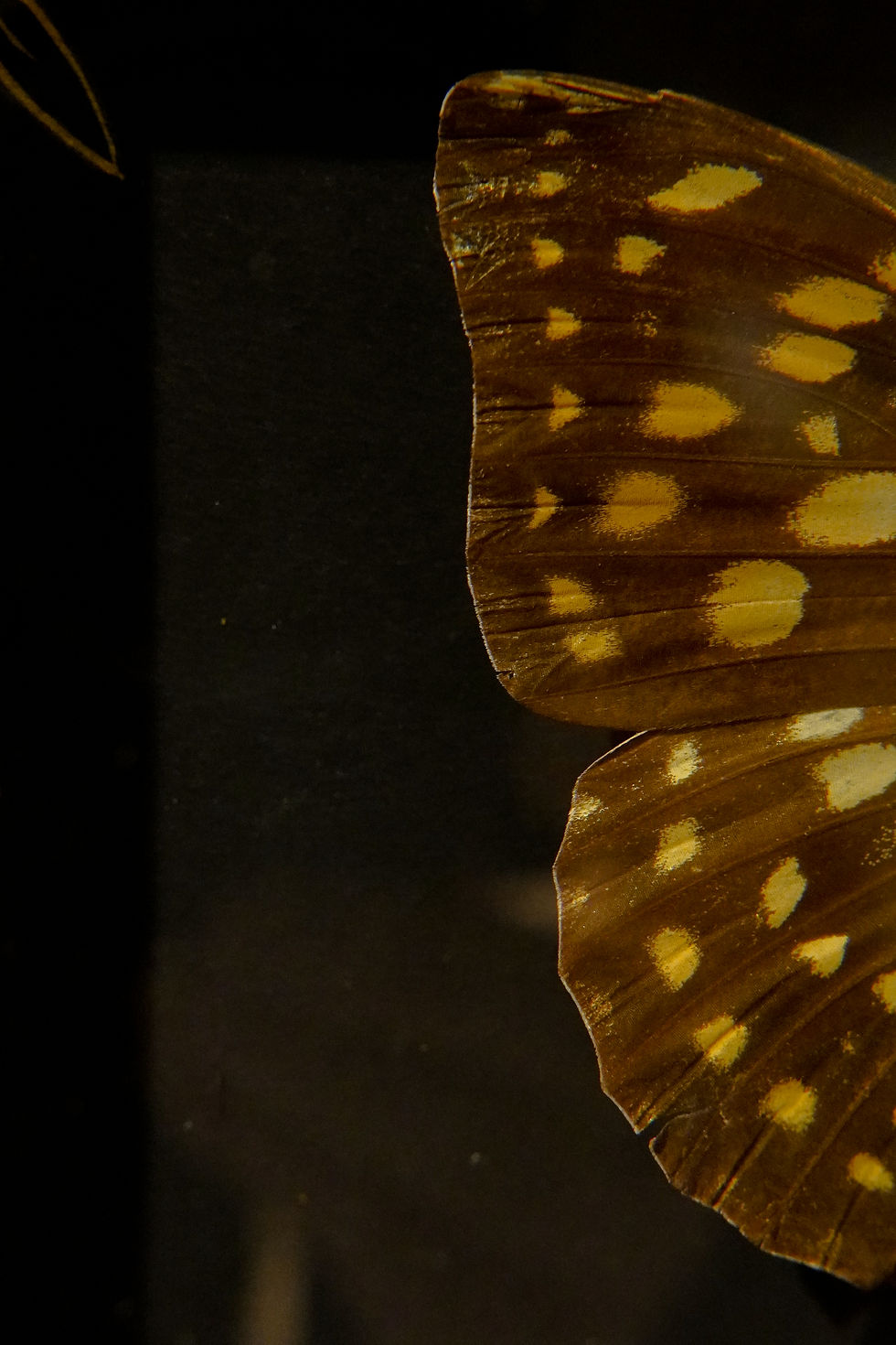 Miniature : Cadre - Choho