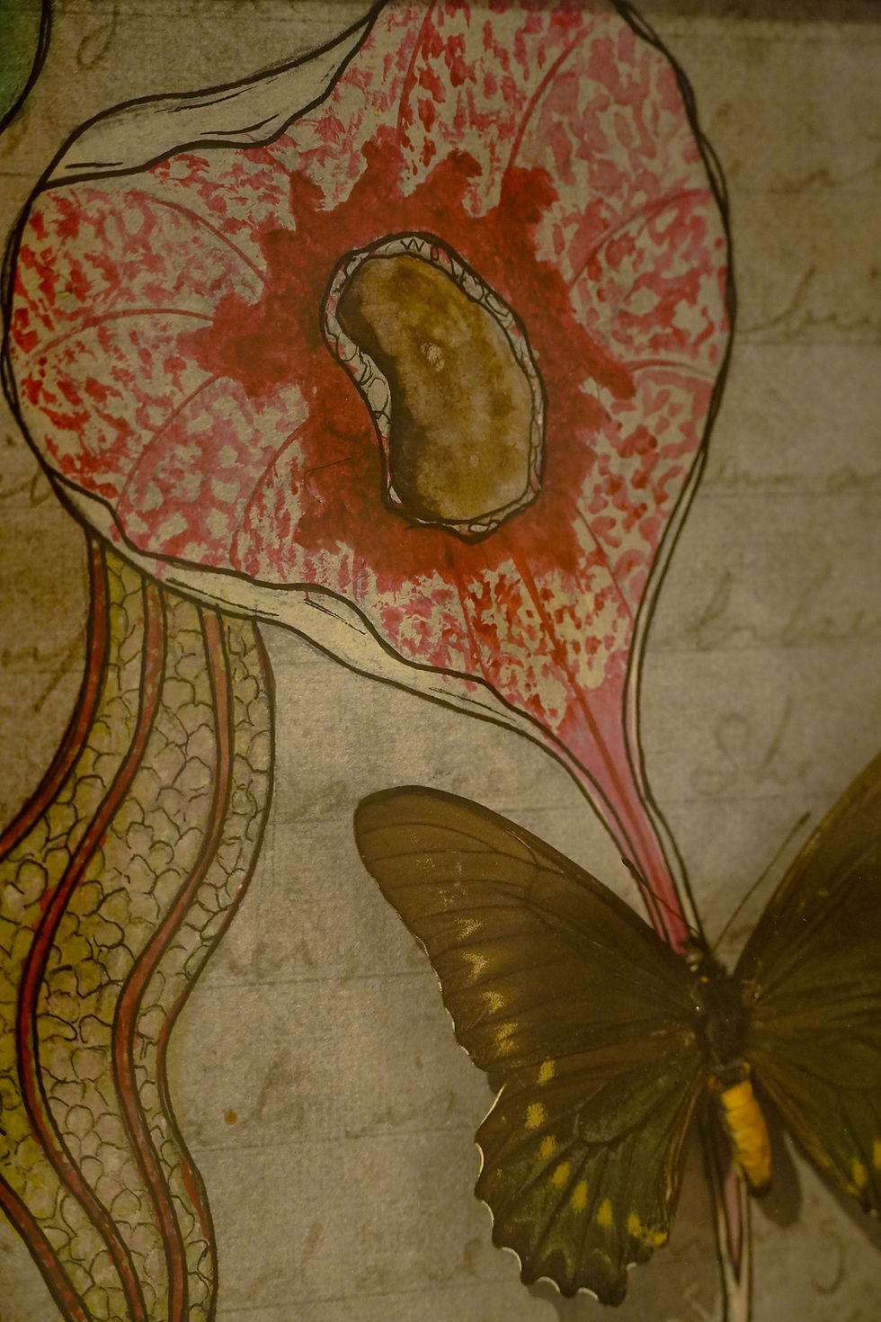 Miniature : Cadre - Gravure botannique