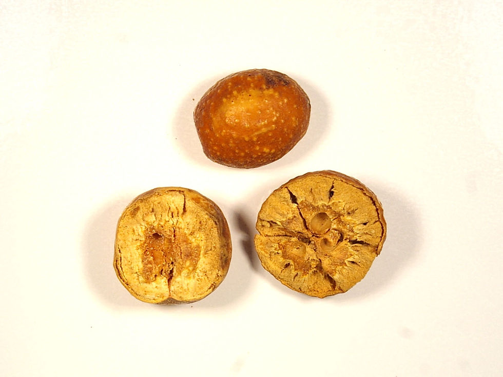 Thumbnail: 천련자    川練子   ,   Chuān liàn zi