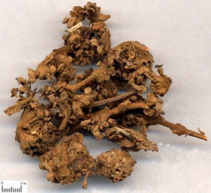 Thumbnail: 밀몽화    蜜蒙花   ,   Mì méng huā