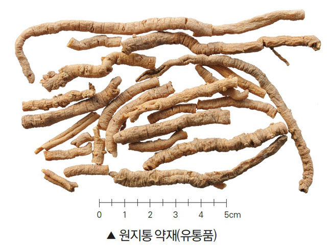 Thumbnail: 원지    遠志   ,   Yuan Zhi