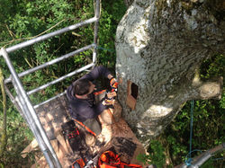 Carving the Bee Entrance Hole