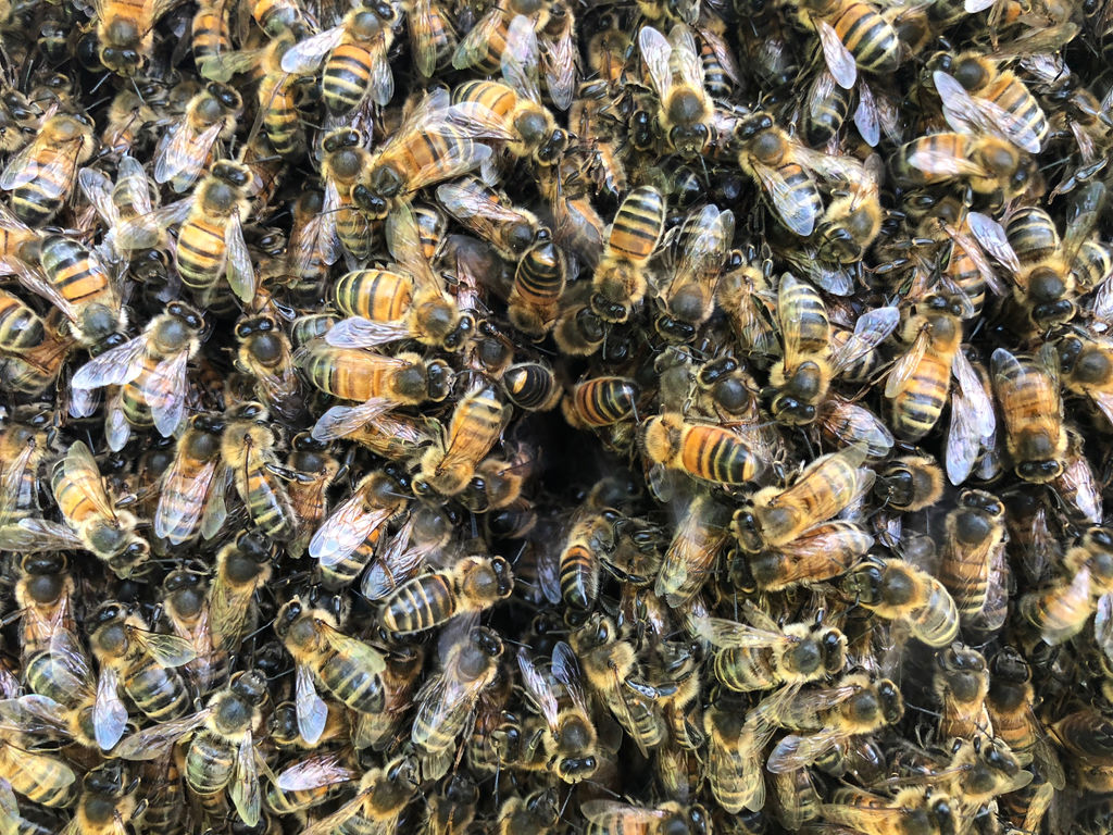 Natural Beekeeping Practices for Healthy Bees