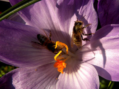 The Call of The Bees